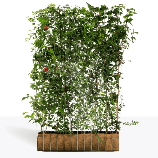 Efeuria ECO Fertighecke, sieben Heckenarten in einer Hecke, Maße 180x120 cm Gartenhecke