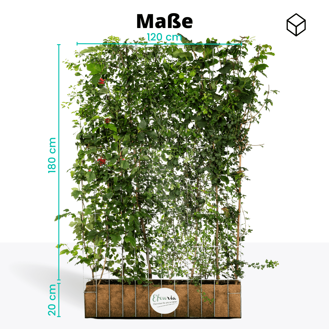 Efeuria ECO Fertighecke, sieben Heckenarten in einer Hecke, Maße 180x120 cm Gartenhecke