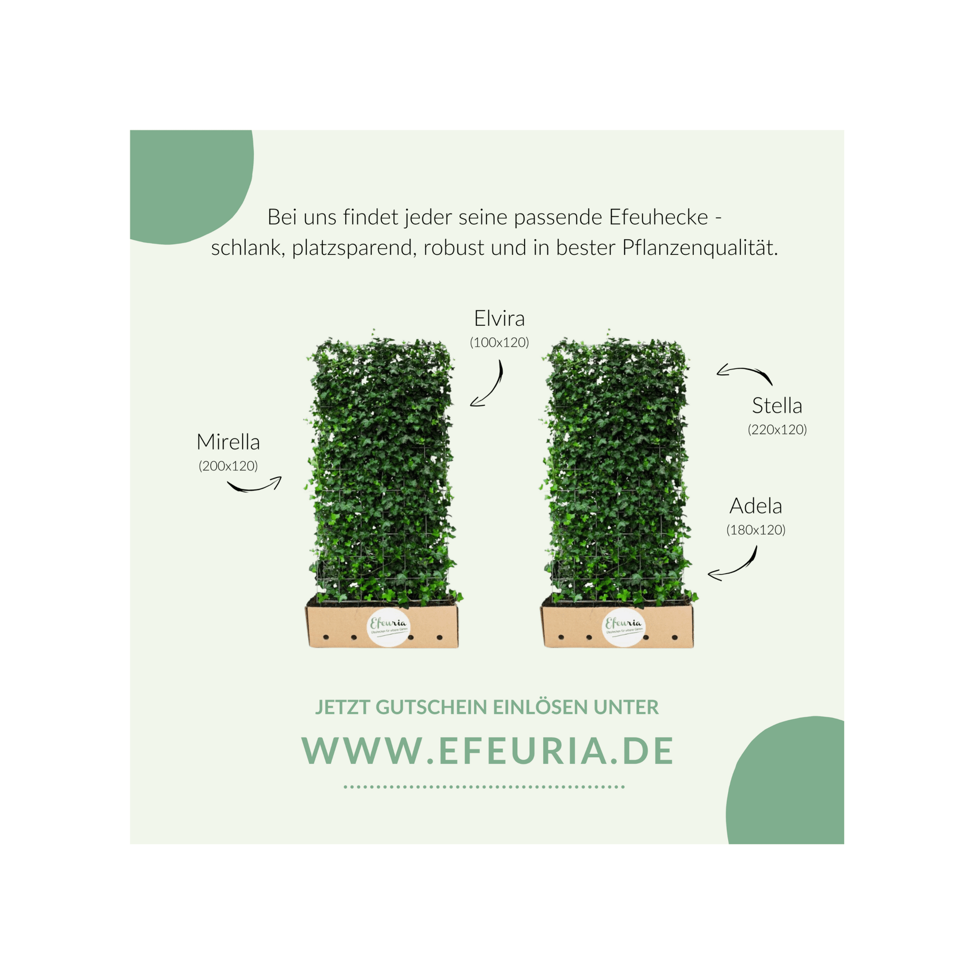 Efeuria Geschenkgutschein – Efeuria, die Gartenhecken aus Efeu