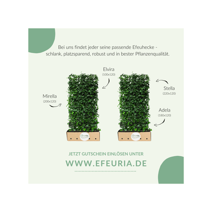 Efeuria Geschenkgutschein Geschenkgutschein