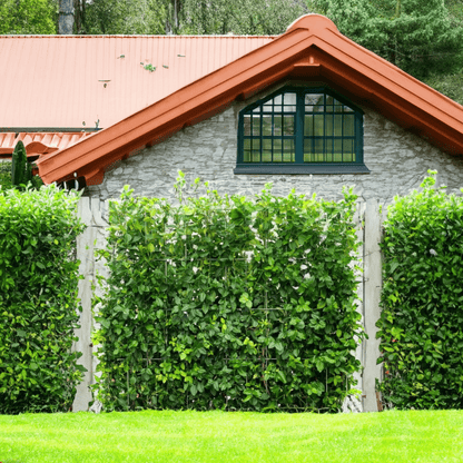 Euonymus Garten- und Fertighecke, Sorte Fort ‘Dart’s Blanket, bekannt als Spindelbaum, Kardinalshut, Pfaffenhütchen als Zaun und Sichtschutz, 180 cm Höhe, 120 cm Breite - Efeuria, die Gartenhecken aus Efeu