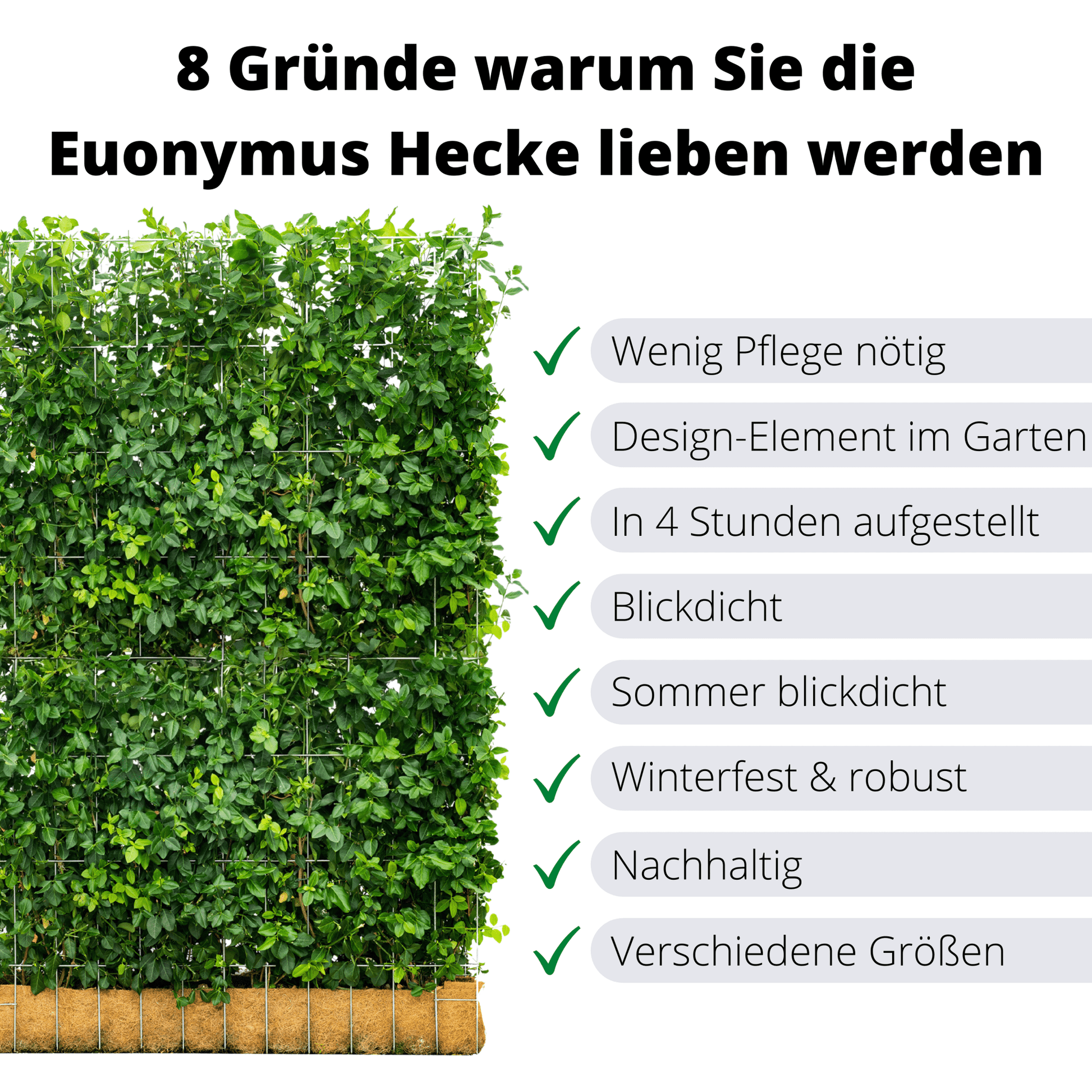 Euonymus Garten- und Fertighecke, Sorte Fort ‘Dart’s Blanket, bekannt als Spindelbaum, Kardinalshut, Pfaffenhütchen als Zaun und Sichtschutz, 180 cm Höhe, 120 cm Breite - Efeuria, die Gartenhecken aus Efeu