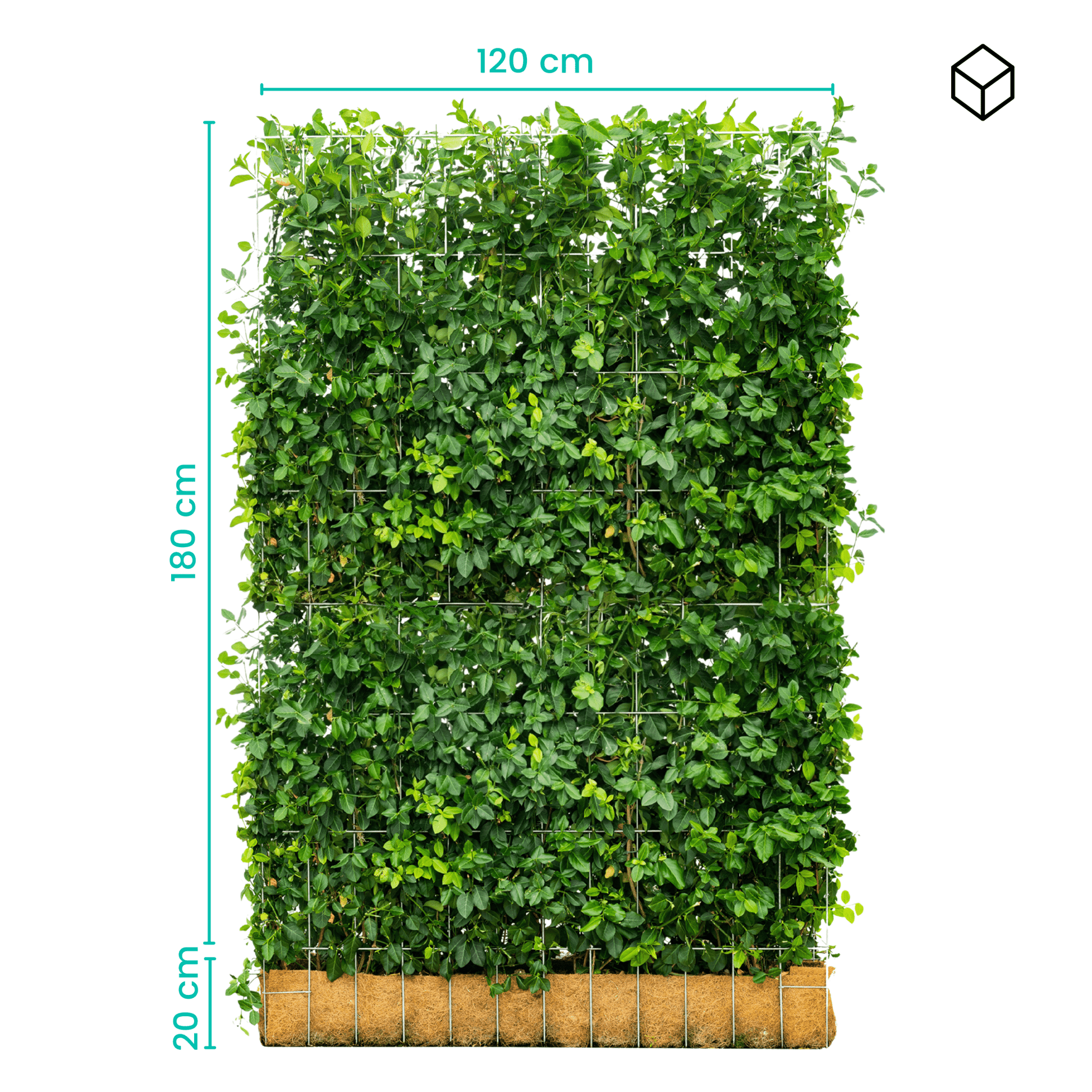 Euonymus Gartenhecke, Fertighecke, Sorte Fort ‘Dart’s Blanket, Spindelbaum, Kardinalshut, Pfaffenhütchen, 180 cm Höhe, 120 cm Breite Gartenhecke