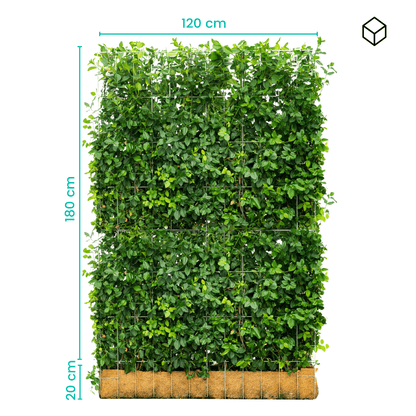 Euonymus Gartenhecke, Fertighecke, Sorte Fort ‘Dart’s Blanket, Spindelbaum, Kardinalshut, Pfaffenhütchen, 180 cm Höhe, 120 cm Breite Gartenhecke