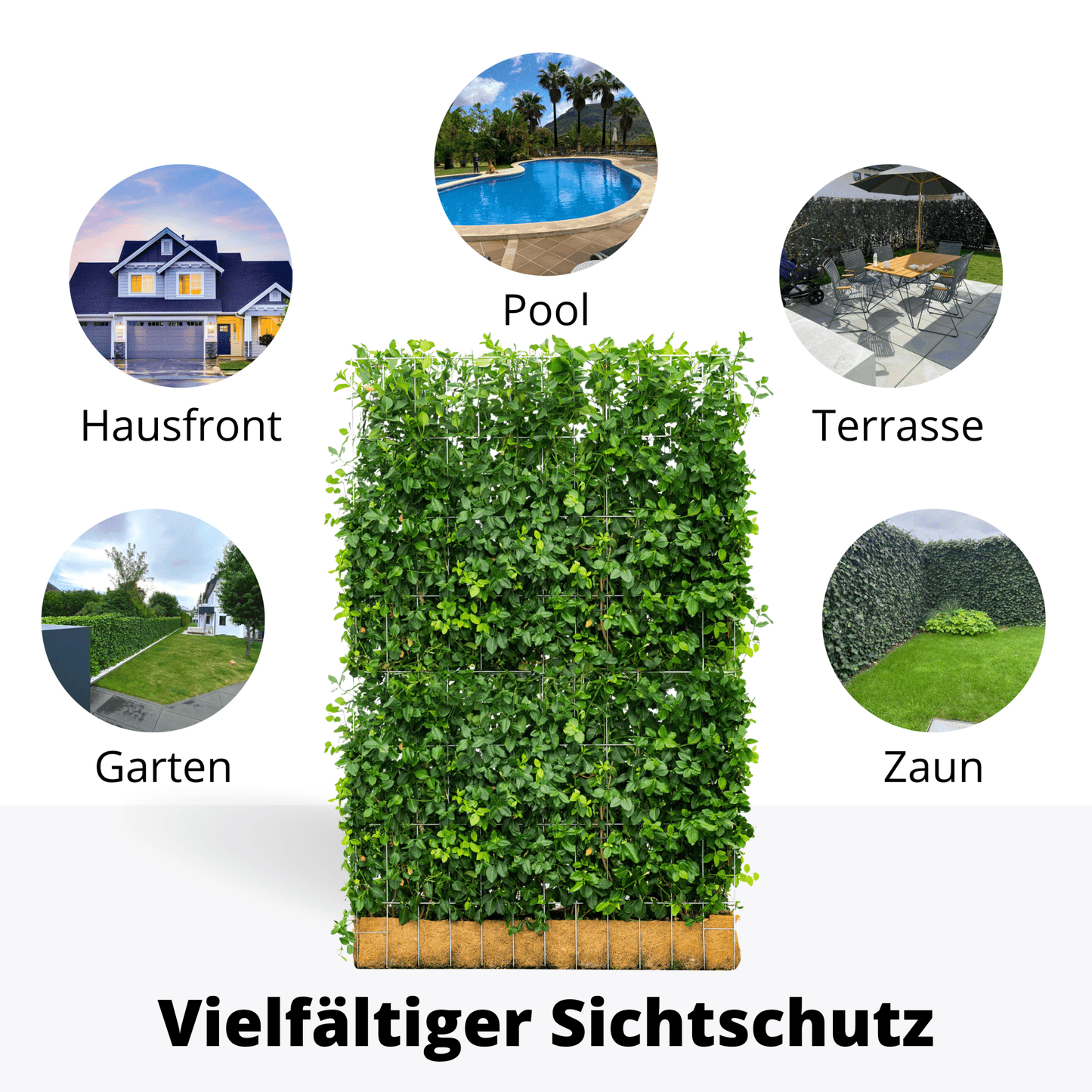 Euonymus Gartenhecke, Fertighecke, Sorte Fort ‘Dart’s Blanket, Spindelbaum, Kardinalshut, Pfaffenhütchen, 180 cm Höhe, 120 cm Breite Gartenhecke