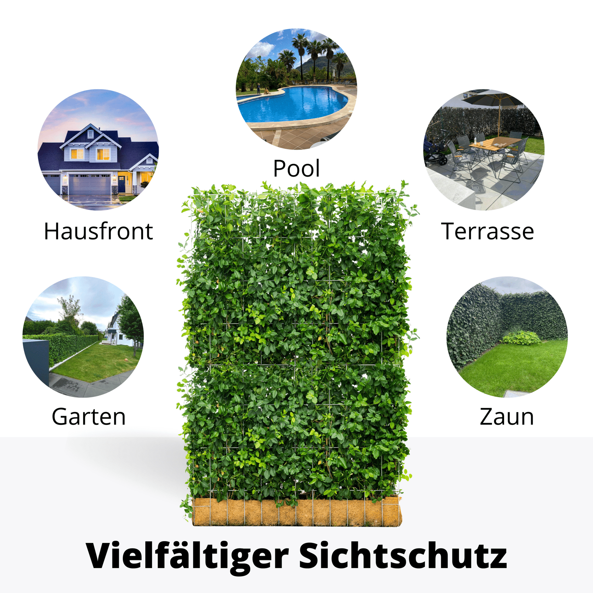 Euonymus Gartenhecke, Fertighecke, Sorte Fort ‘Dart’s Blanket, Spindelbaum, Kardinalshut, Pfaffenhütchen, 180 cm Höhe, 120 cm Breite Gartenhecke