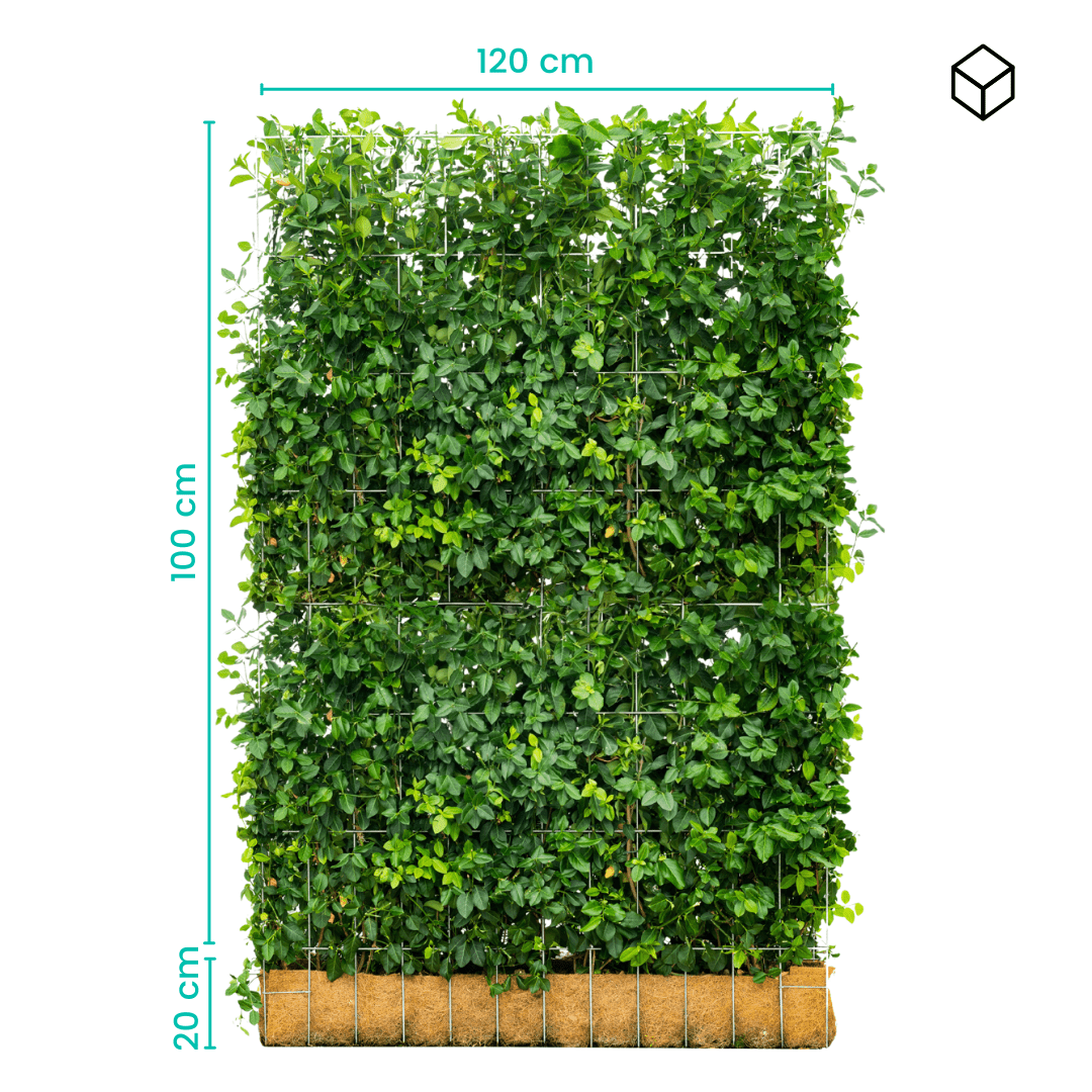 Euonymus Gartenhecke, Fertighecke, Sorte Fort ‘Dart’s Blanket, Spindelbaum, Kardinalshut, Pfaffenhütchen, 100 cm Höhe, 120 cm Breite Gartenhecke