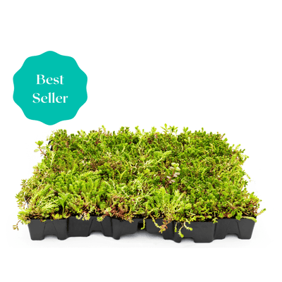 MobiRoof Sedum Dachbegrünung — Gründach-Kassette 50 x 50 cm mit Sedum-Bepflanzung, Bestseller