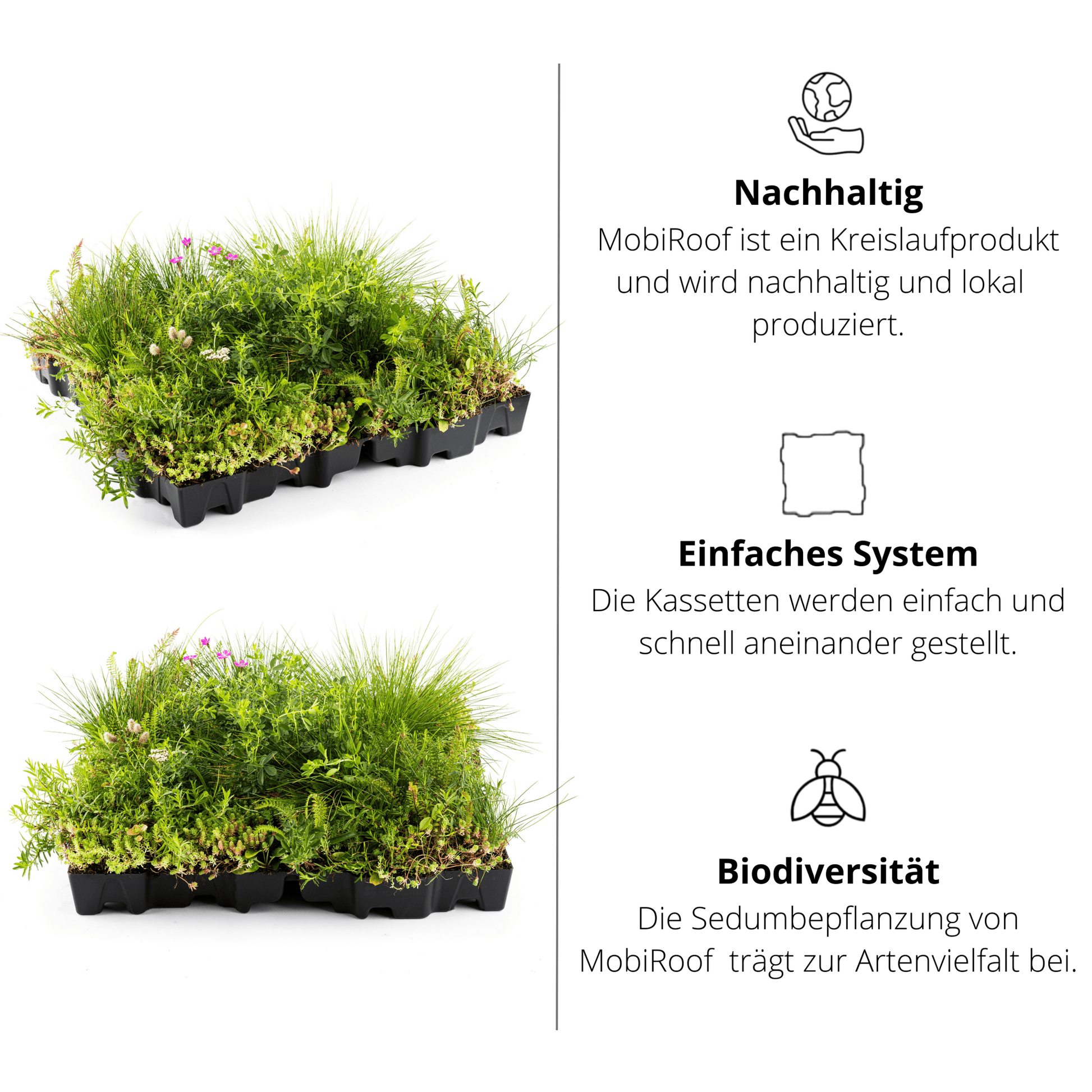 Gründach MobiRoof Sedum & WildFlower, extensive Dachbegrünung Flachdach, Dachbegrünungssystem Bepflanzung, Maße 50x50x6 cm, Vorteile Dachbegrünung