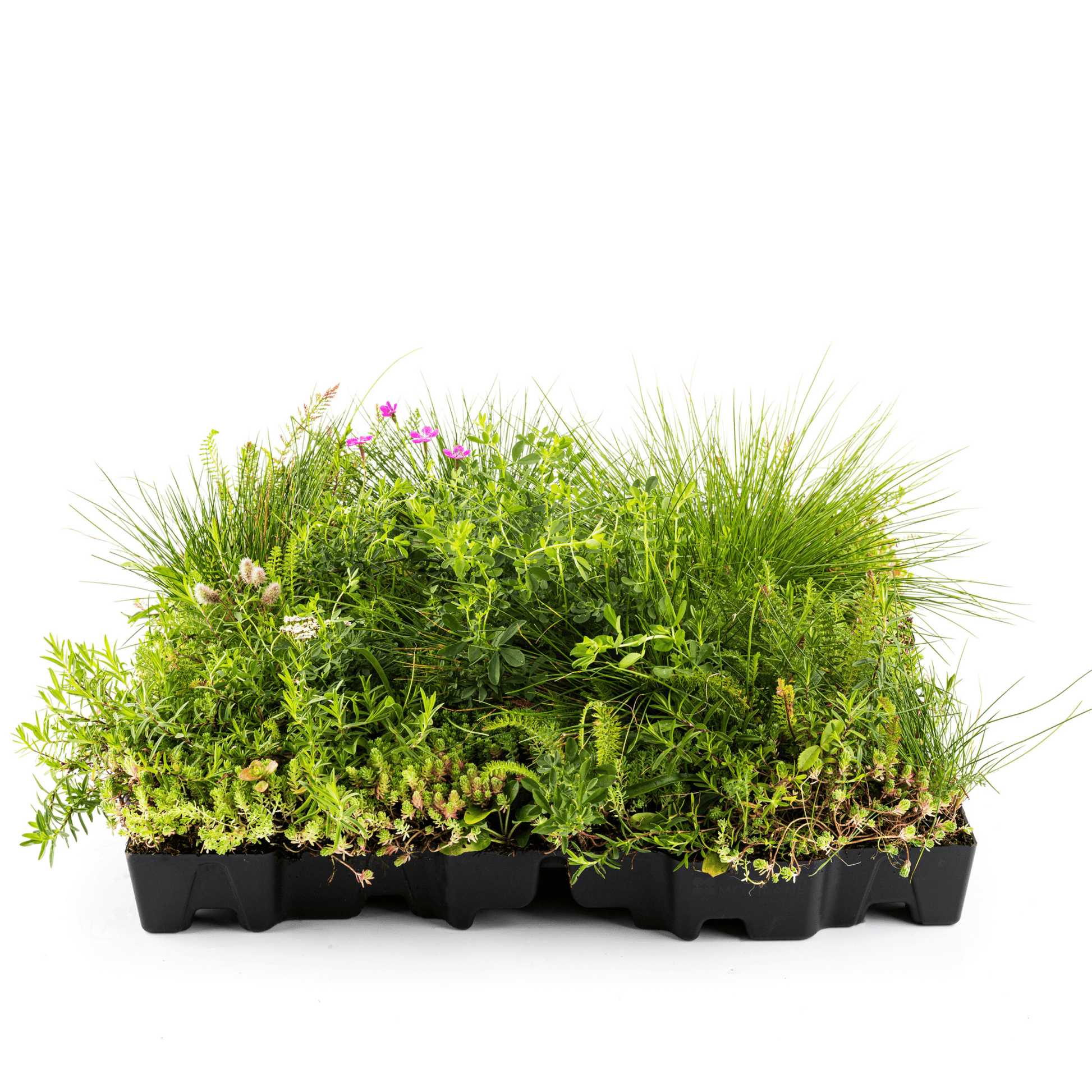 Gründach MobiRoof Sedum & WildFlower, extensive Dachbegrünung Flachdach, Dachbegrünungssystem Bepflanzung, Maße 50x50x6 cm, Vorteile - Efeuria, die Gartenhecken aus Efeu