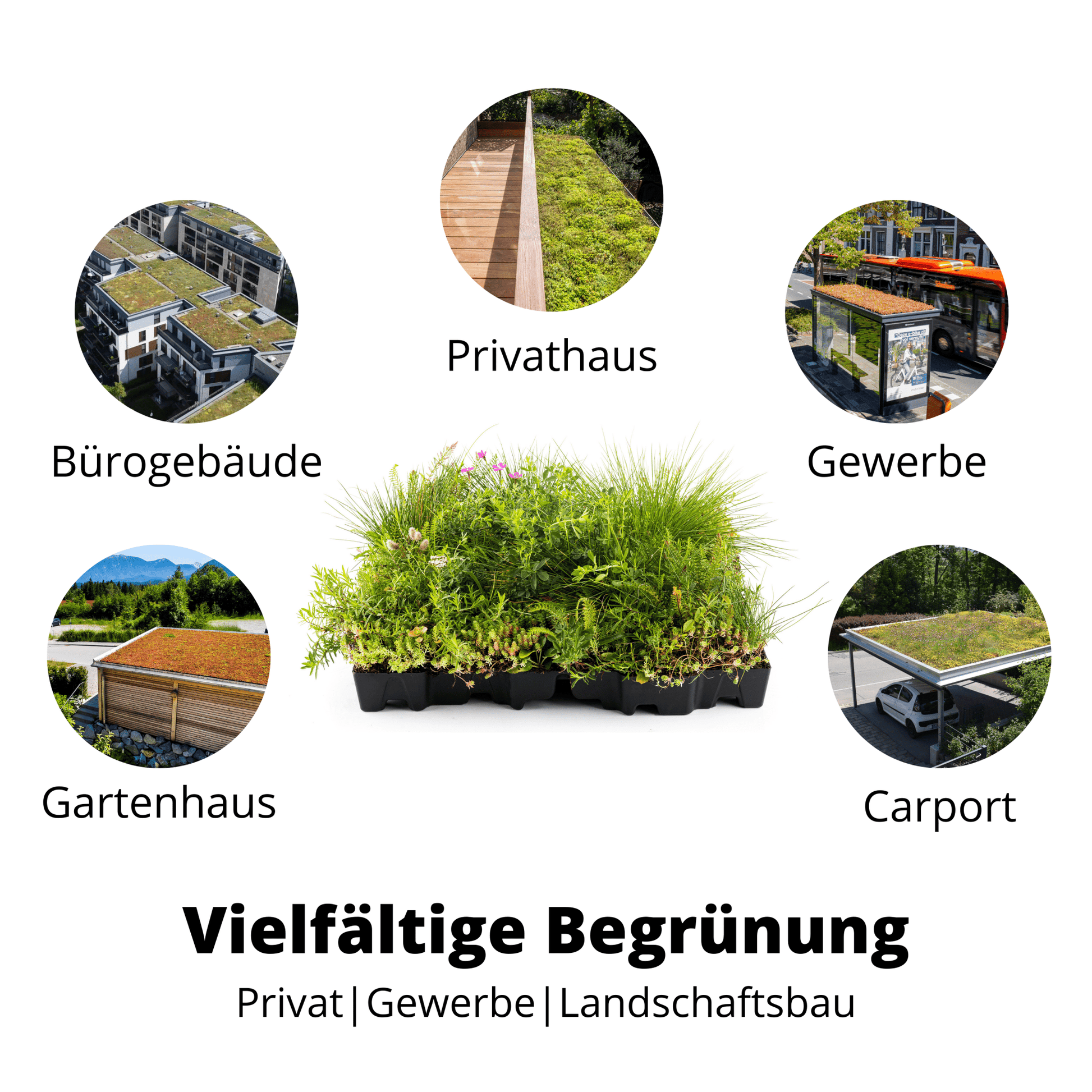 Gründach MobiRoof Sedum & WildFlower, extensive Dachbegrünung Flachdach, Dachbegrünungssystem Bepflanzung, Maße 50x50x6 cm, Vorteile Dachbegrünung