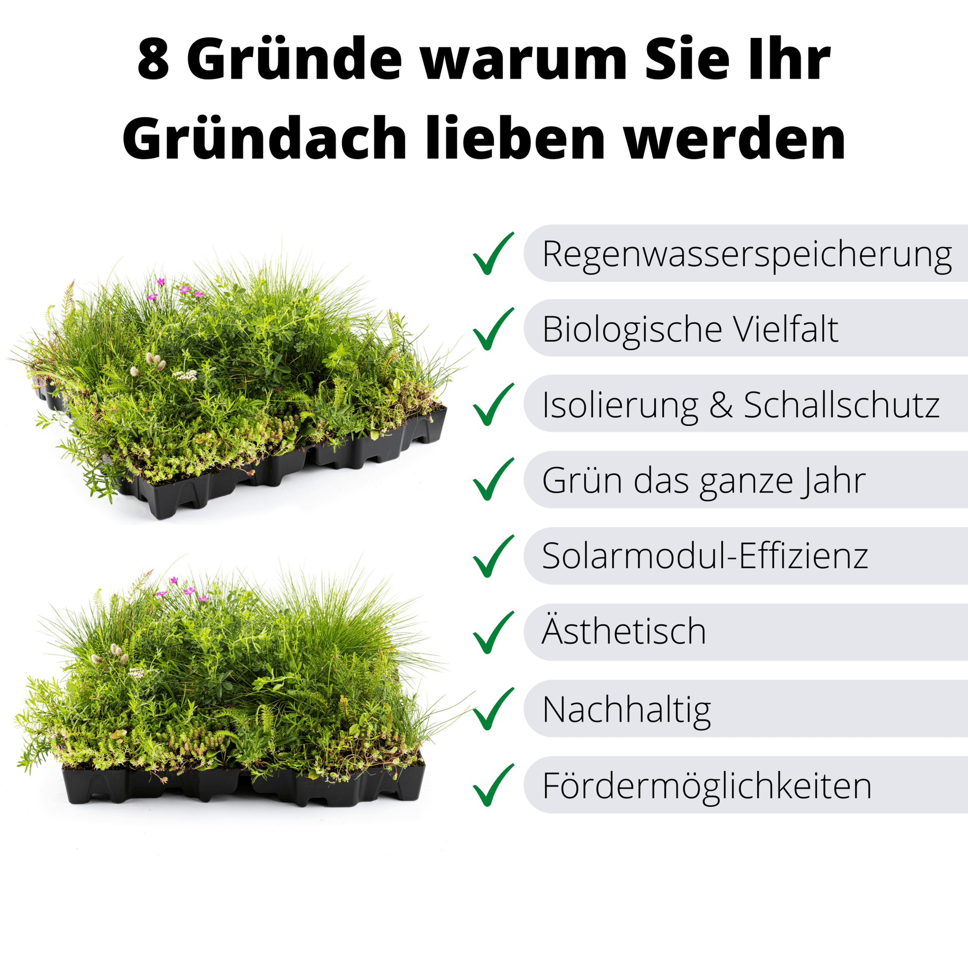 Gründach MobiRoof Sedum & WildFlower, extensive Dachbegrünung Flachdach, Dachbegrünungssystem Bepflanzung, Maße 50x50x6 cm, Vorteile Dachbegrünung