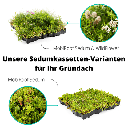 Gründach MobiRoof Sedum & WildFlower, extensive Dachbegrünung Flachdach, Dachbegrünungssystem Bepflanzung, Maße 50x50x6 cm, Vorteile Dachbegrünung