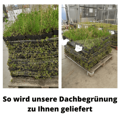Gründach MobiRoof Sedum & WildFlower, extensive Dachbegrünung Flachdach, Dachbegrünungssystem Bepflanzung, Maße 50x50x6 cm, Vorteile Dachbegrünung