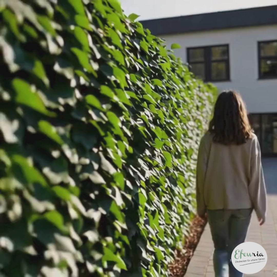 Efeu & Efeuhecke Sichtschutz, Efeu Element & Efeu Zaun kaufen, 180 cm Höhe, Bis zu 30% Sparen – Efeuria, die Gartenhecken aus Efeu